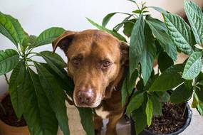 hund avocado