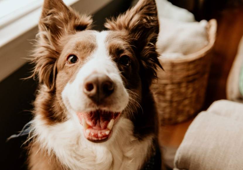 hund schaut zu besitzer auf