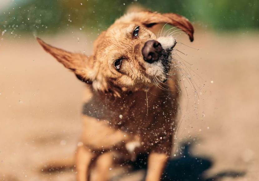 Hund mit nassem Fell schüttelt sich kräftig