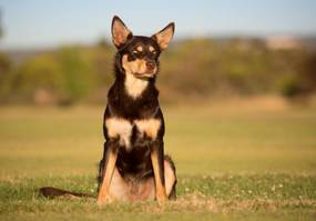 australian kelpie