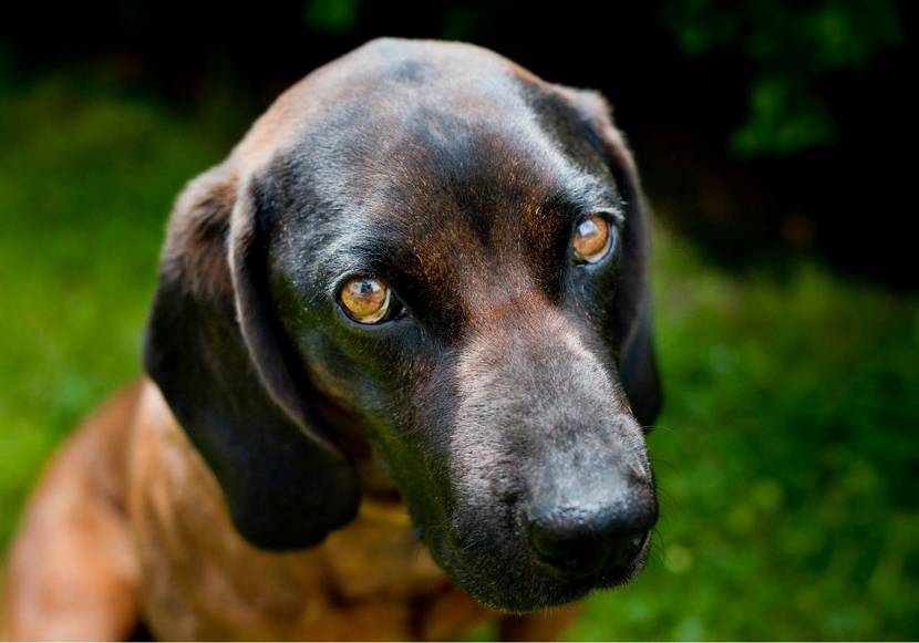 bayerischer gebirgsschweißhund