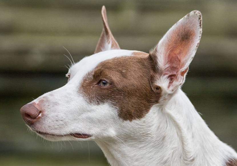 podenco