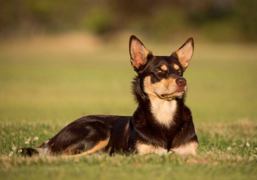 australian kelpie