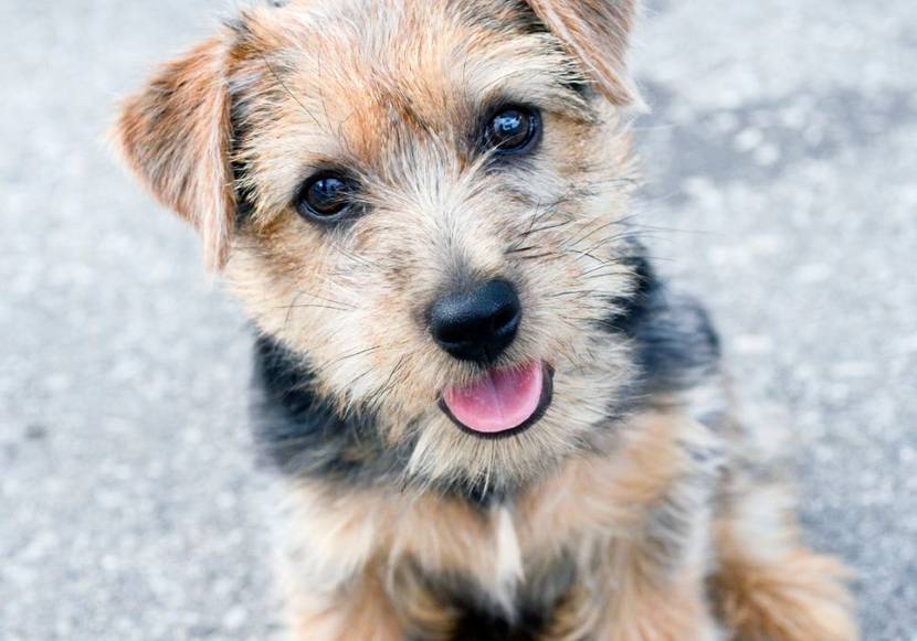 norfolk terrier