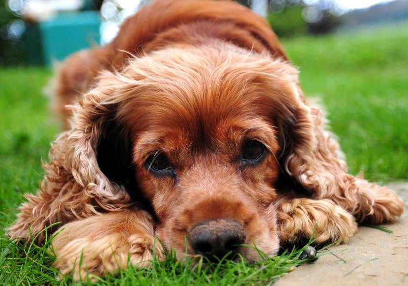 american water spaniel