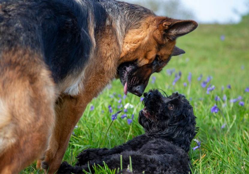 grosser kleiner hund