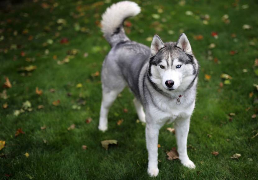 husky