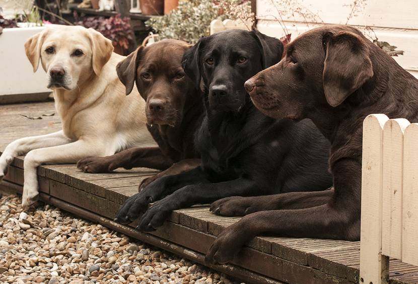 labrador hell braun schwarz