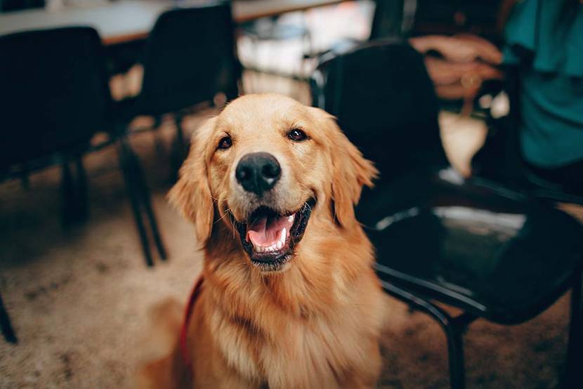 fröhlicher Hund