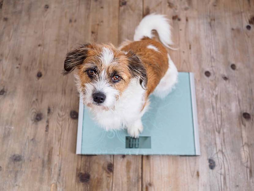 Hund auf Waage