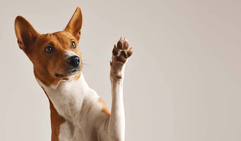 basenji