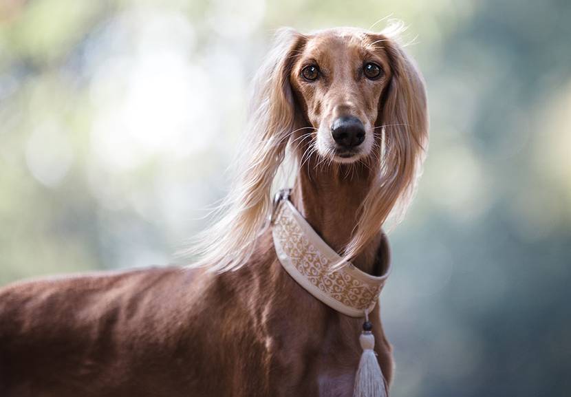 saluki