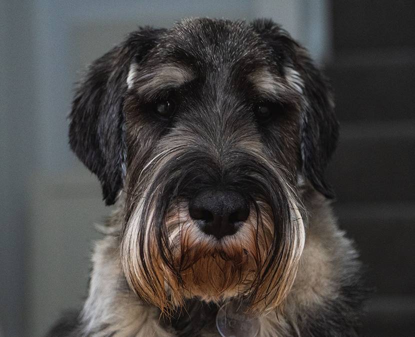 schnauzer