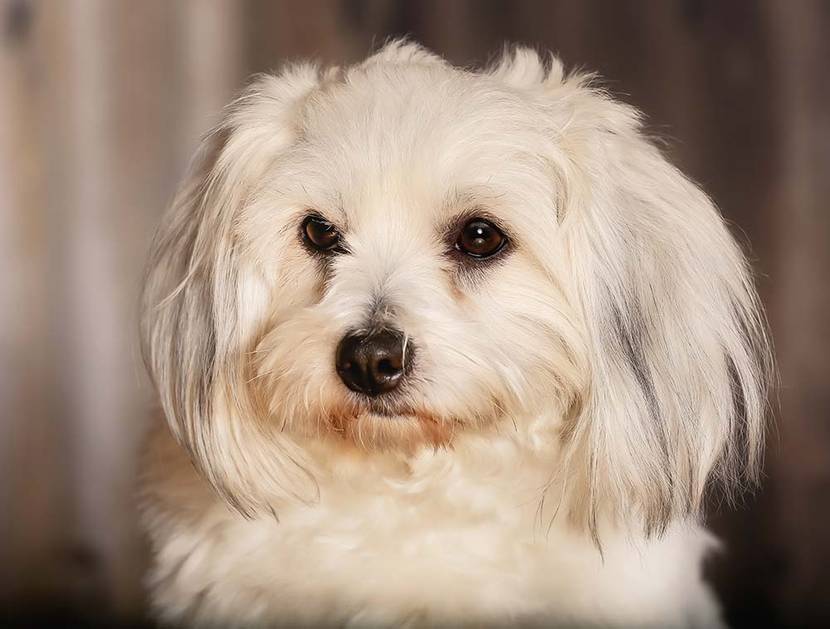 coton de tulear