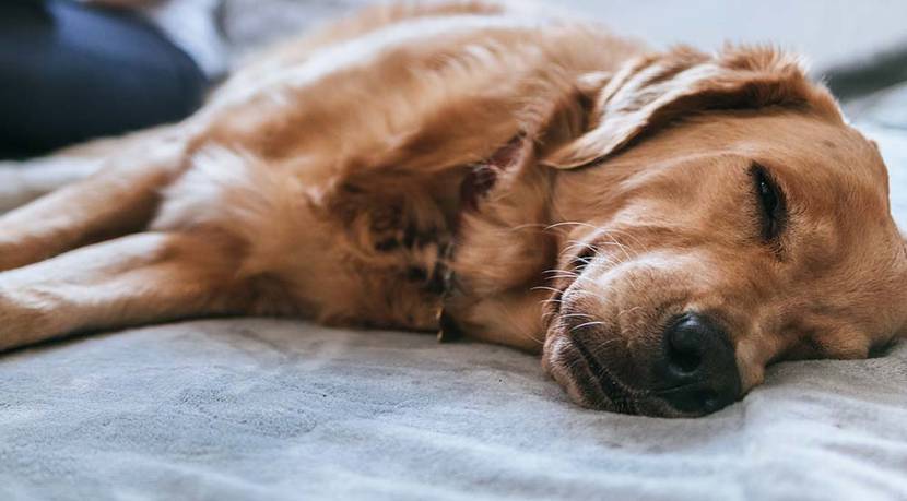 hund muede