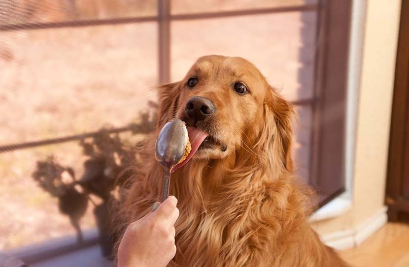 hund erdnussbutter