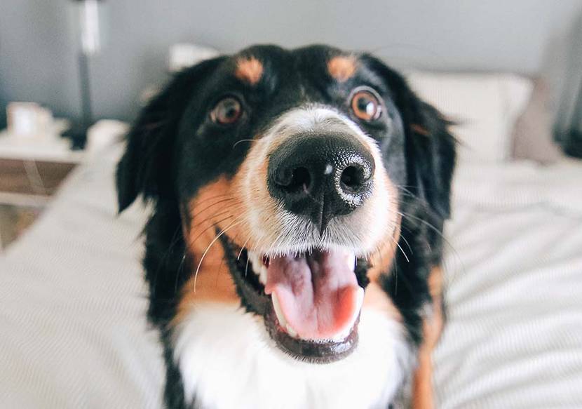 gluecklicher hund