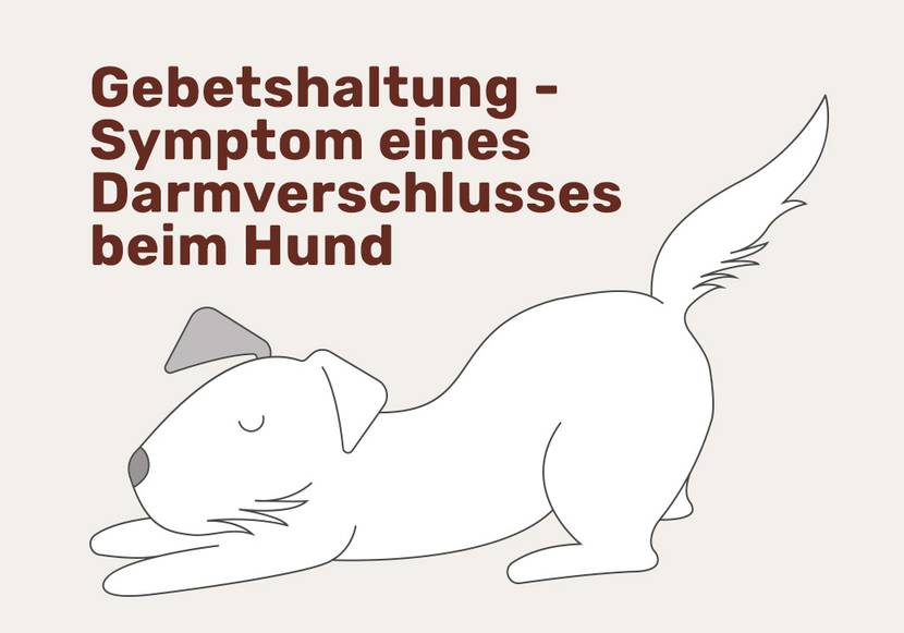 gebetshaltung hund
