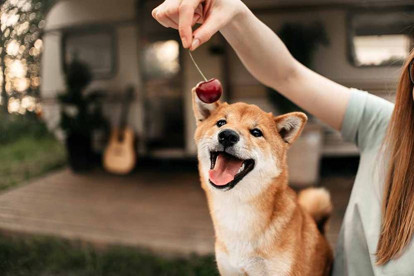 Hund mit Kirsche
