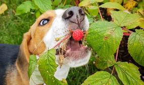 hund mit himbeeren