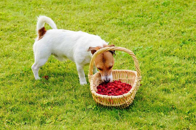 hund mit himbeeren