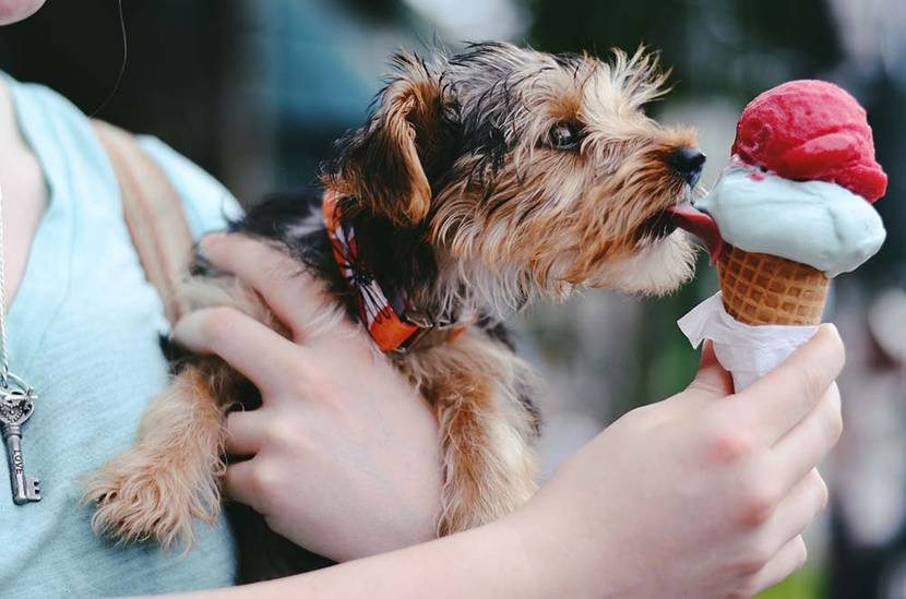 hund mit eis