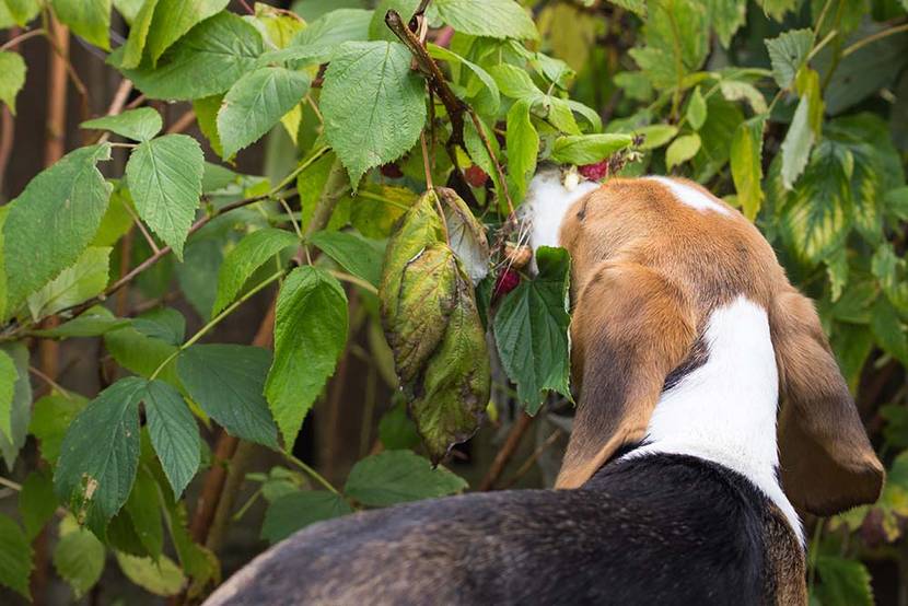 hund mit himbeeren