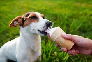 Hund mit Eiscreme