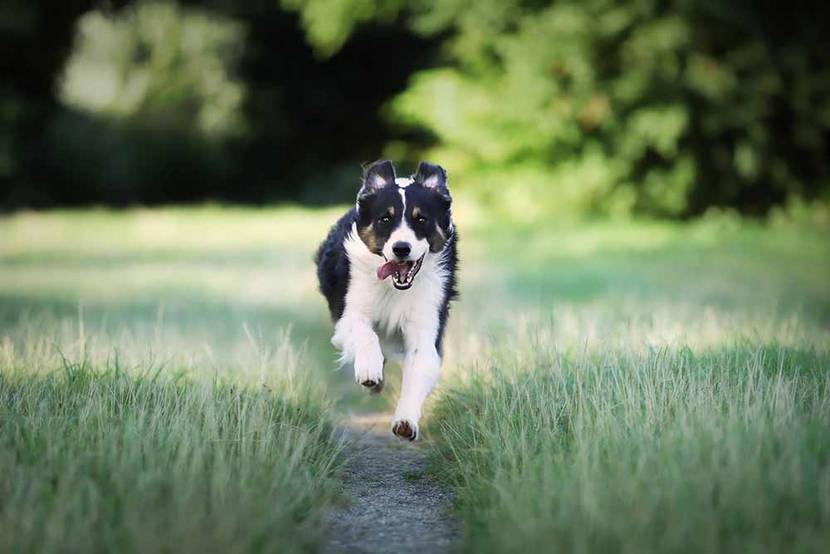 hund rennt