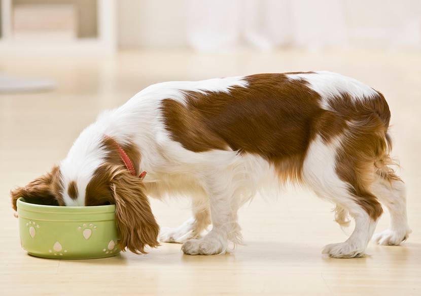 Hund risst Nahrung mit Getreide aus einem Napf