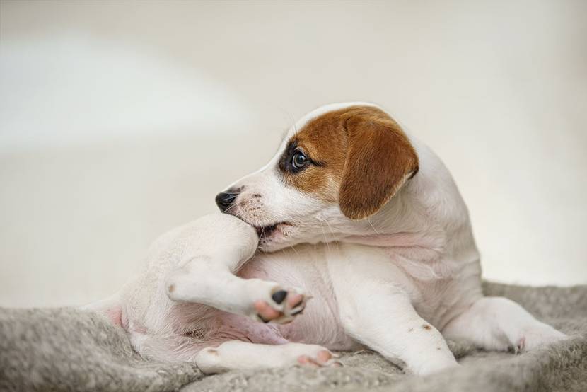 hund kratzt sich