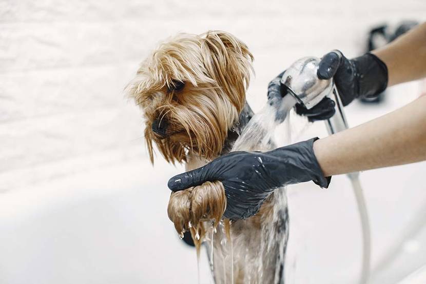 hund wird gewaschen