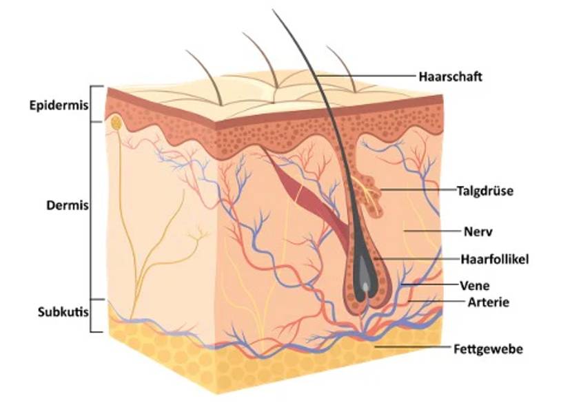Schichten der Haut und Haarfollikel