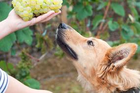 hund mit weintrauben