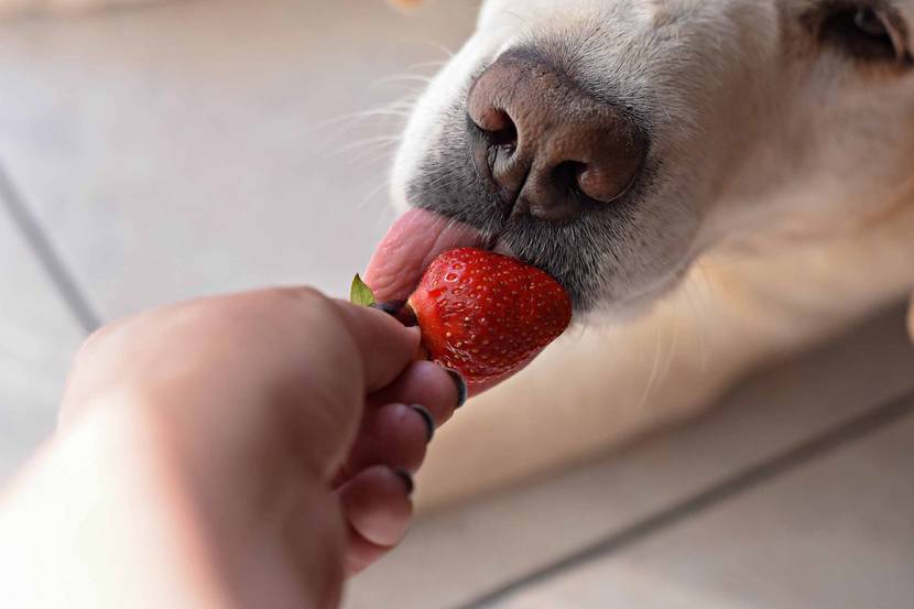 hunderdbeeren