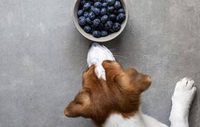 hund mit blaubeere