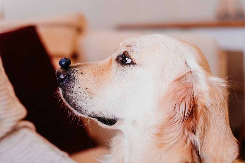 hund mit blaubeere