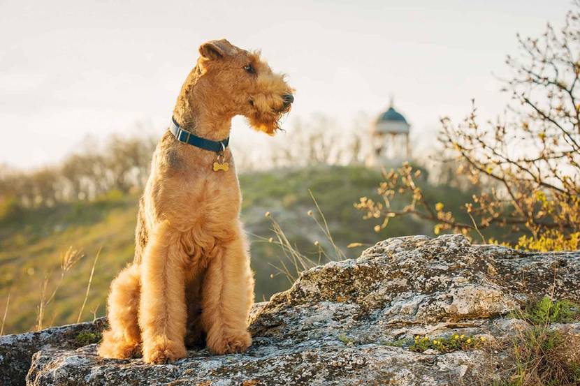 Airedale Terrier