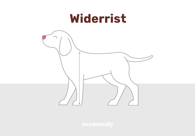 Illustration der Widerristhöhe bei Hunden
