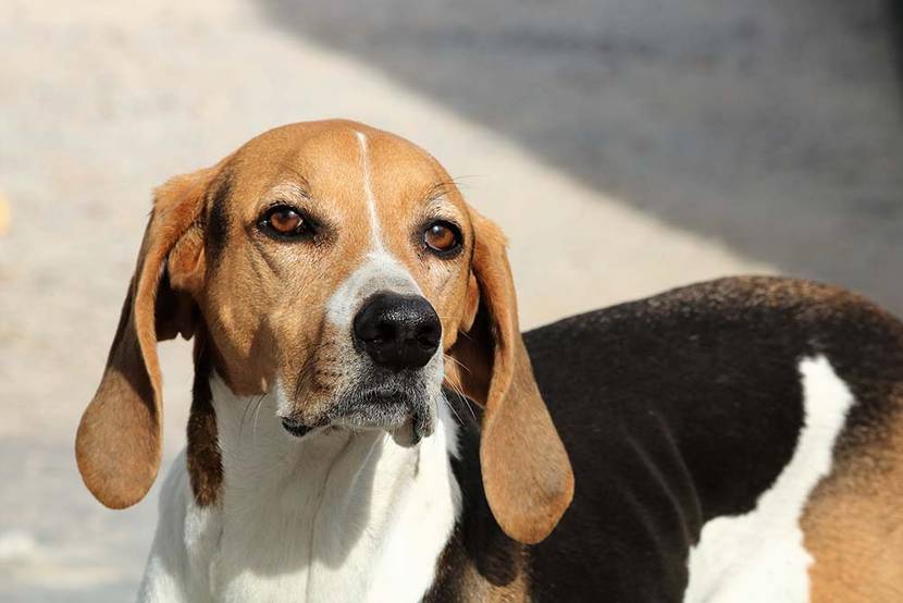 American Foxhound