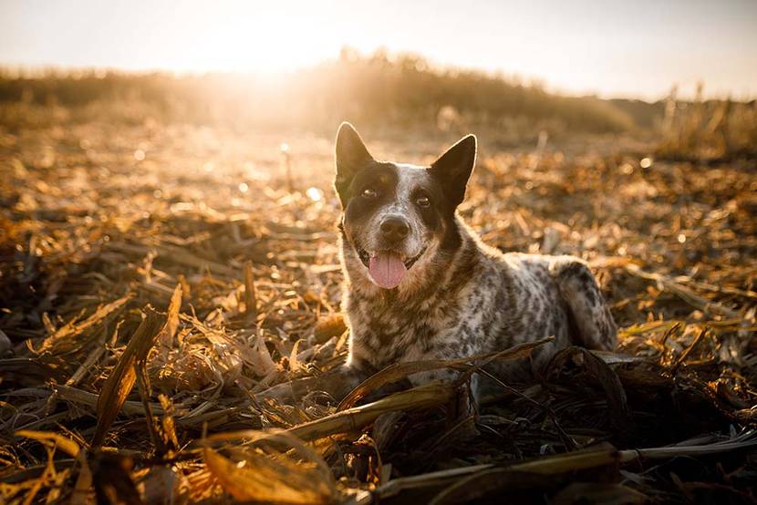 Australian Cattle Dog