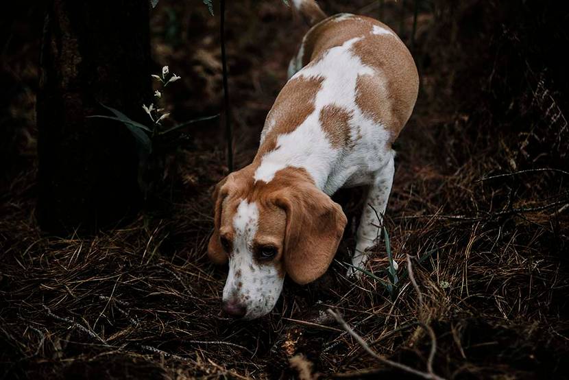 Basset hound