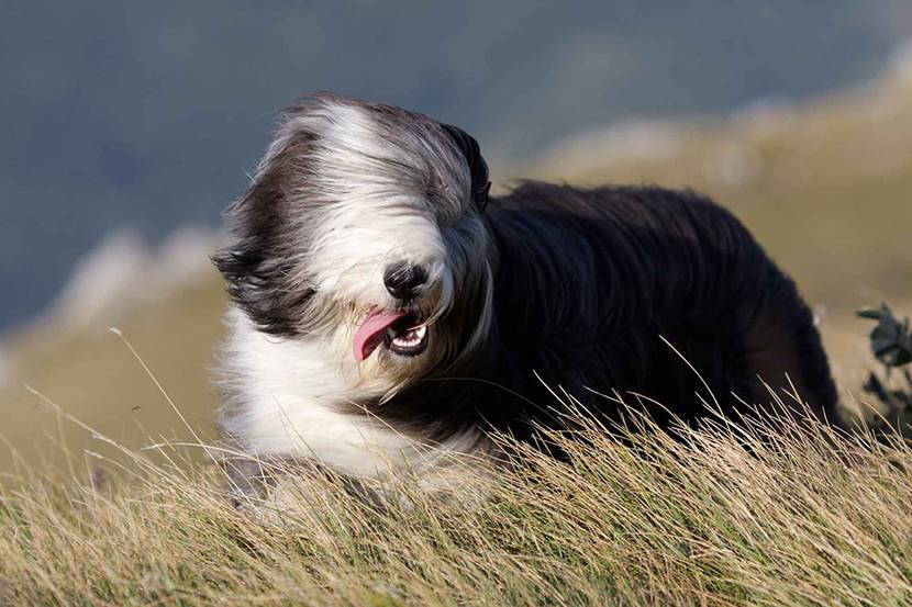 Bearded collie