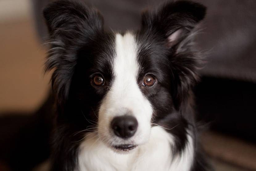 Boarder Collie