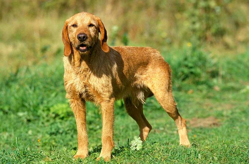 Griffon Fauve de Bretagne