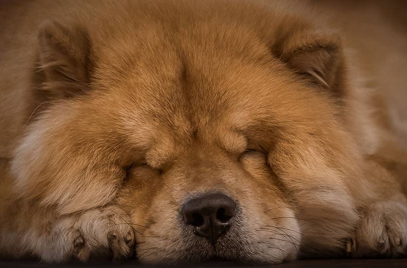 Chow-Chow