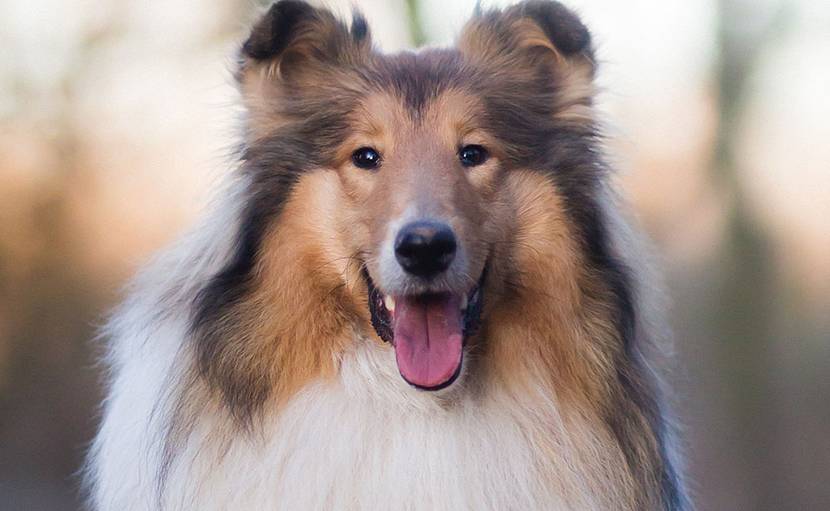 Collie (Langhaar)