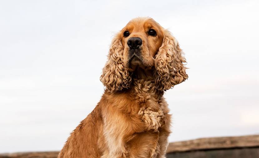 Englischer Cocker Spaniel