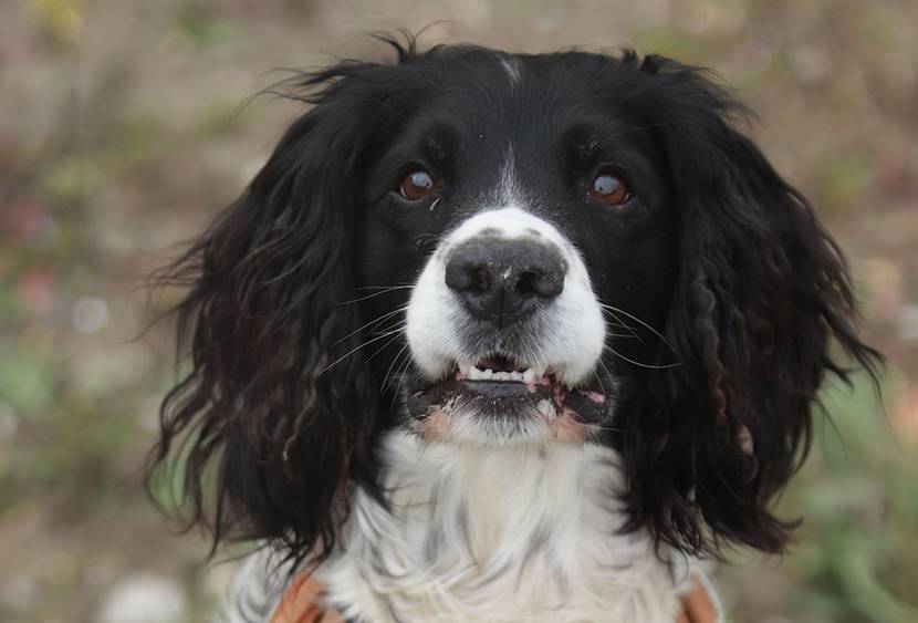 Englischer Springer Spaniel