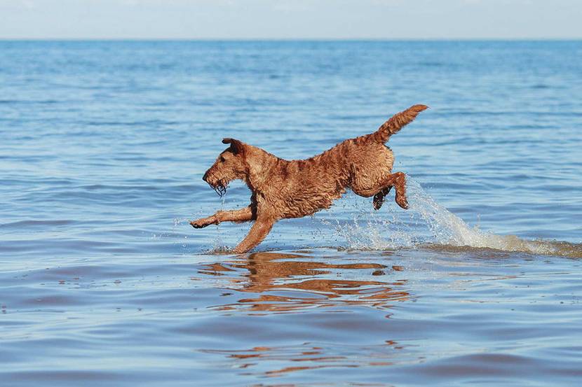 Irish Terrier